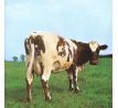 Pink Floyd - Atom Heart Mother (2011) (CD) I CDAQUARIUS:COM